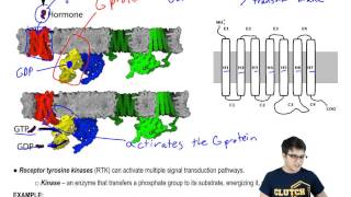 G Protein Coupled Receptors and Receptor Tyrosine Kinases [upl. by Ecilegna526]