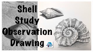 Observation Shell Study  Observation Drawing  How to Draw a Shell  Contour Drawing  Tonal Shade [upl. by Ru]