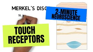 2Minute Neuroscience Touch Receptors [upl. by Minette]