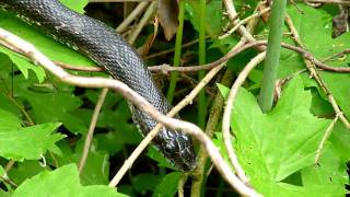 Black Rat Snake at Ijams Nature Center Tennessee [upl. by Anwahsal]