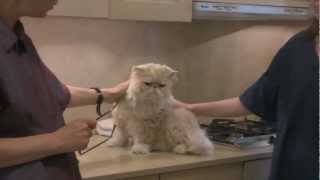 Persian Cat Grooming With The Pet Maven [upl. by Nezam928]