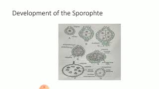 Sporophytic phase in Bryophytes [upl. by Atarman]