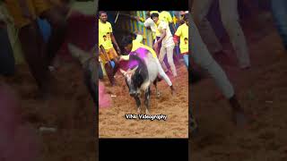 jallikattu thachankurichi [upl. by Gilson218]