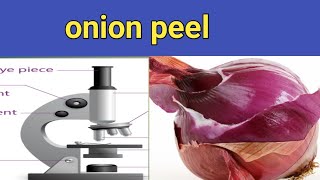 onion peel under the Microscope onion peel cell experiment [upl. by Damick]