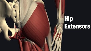 Hip exercise  hip extension with band [upl. by Martina]