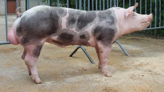 Pietrain Pigs  Belgian Blue Of The Pig World [upl. by Dinse]