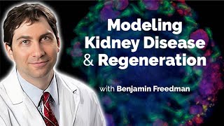 Modeling Kidney Disease and Regeneration with Organoids Derived from Human Pluripotent Stem Cells [upl. by Adnic13]