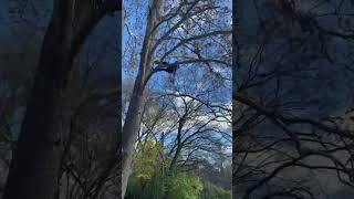 Caught my climber stretching his back in the tree lol old back crack [upl. by Mundy]