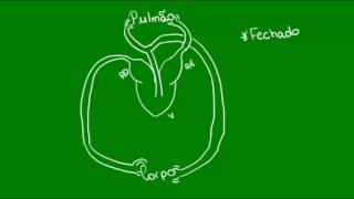 Sistema circulatório dos Anfíbios  Vertebrados  Biologia [upl. by Hamo]