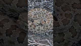 Prairie Rattlesnake rattlesnake rattlesnakes snake snakevideo snakes newmexico newmexicotrue [upl. by Arondel]