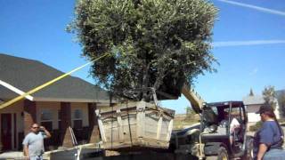 Olive Wilsoni Fruitless Olive 48 inch box from Growquest being set in raised plantermovAVI [upl. by Akira]