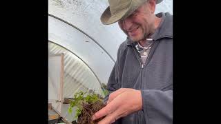 Hellebores and making more Plants [upl. by Leila]