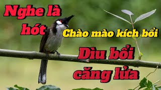 chào mào kích bổi l dìu bổi căng lửa l ép giọng chim bổi hay chaomao [upl. by Eimmis119]