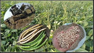 growing and harvesting cowpea blackeyed pea beans [upl. by Herries]