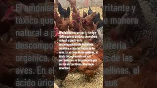 Amoniaco en heces de gallinas chicken farmer gallos chickenfarmer [upl. by Neumeyer]