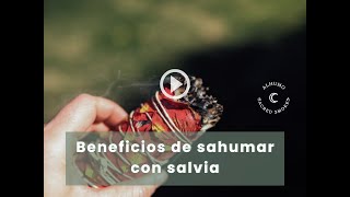 Beneficios de Sahumar con SALVIA BLANCA 🌱✨ Elimina energía negativa y encuentra tranquilidad [upl. by Alenas]