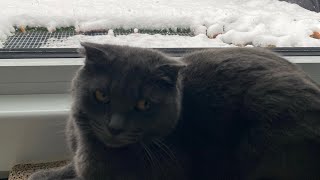 Katzen ASMR Weihnachtsedition 👍🔥❤️🤝￼ [upl. by Nesral]