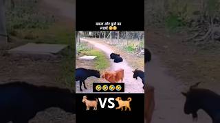 🐐 VS 🐕 mha mukabka😛😛😛😛😆🐒 [upl. by Asiilanna]