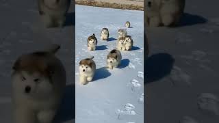 Alaskan Malamute puppies first time playing and running in the snow  shorts malamute puppy [upl. by Willi69]