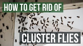 How to Get Rid of Cluster Flies 4 Simple Steps [upl. by Yasmeen]