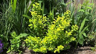 Spirea Tor Gold Deadhead For The First Time June 9 [upl. by Nytsua]