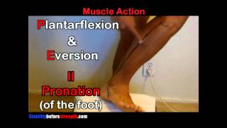 Fibularis Peroneus Longus Muscle Anatomy 512 Peroneus Longus Muscle Stretch amp Exercise [upl. by Rube]