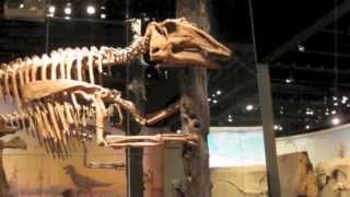 Drumheller Royal Tyrrell Museum [upl. by Charissa254]