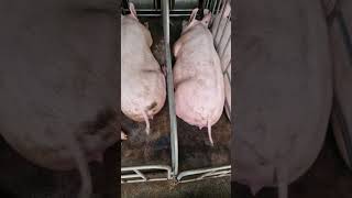 PIG FARMING IN THE PHILIPPINES  PIGGERY FARM UPDATE  15 SOW PREGNANT [upl. by Alain]