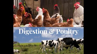 Digestion in Poultry  CSEC Agricultural Science [upl. by Loredo600]