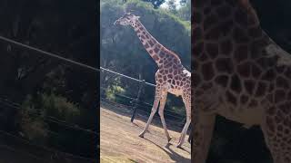 Safari Tour In Werribee Open Range Zoo werribee zooanimals melbourne australia ❤️ [upl. by Harvey]