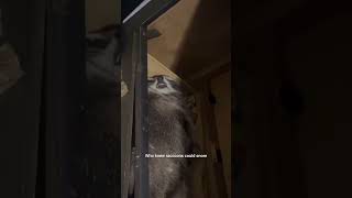 😂 Snorecoon caught in the act Who knew raccoons could snore louder than grandpa [upl. by Rexanne]