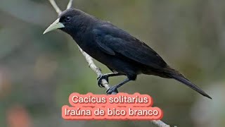 O canto da Irauna de bico branco  Cacicus Solitarius [upl. by Iaria]