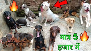 मात्र 5 हजार में 🔥 All Dogs Breed in one Kennel  American Bully Rottweiler European Doberman [upl. by Ezeerb]