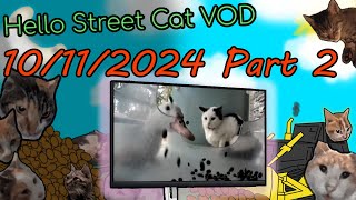 Ms Horseshoe Startled by a Rowdy Duck at Baldie Carrot Adorable Street Cats🐈😸 101124 Pt 2 [upl. by Siegfried893]