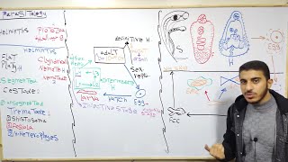 Introduction amp General Life Cycle of Trematode  Dr Moaz Abd El Wahab [upl. by Irok]