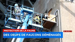 Travaux sur le pont Laviolette le MTQ lance une opération pour sauver des oeufs de faucon pèlerin [upl. by Soalokcin]