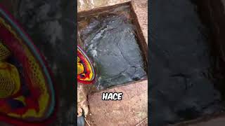 ¿Cómo salva una tortuga la vida de un cazador shortsvideo [upl. by Cori]