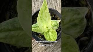 Anthurium Obor Variegata [upl. by Emerick]