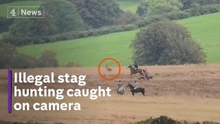 Hunters chase stag on quad bikes despite ban [upl. by Herminia272]