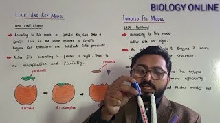 Lock And Key Model  Induced Fit Model of Enzyme  Enzymology [upl. by Naibaf]