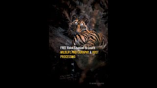 Learn Wildlife Photography amp Post Processing in Lightroom and Photoshop [upl. by Sigmund]