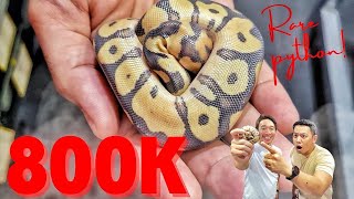 80000000 Ball Python First in the PHILIPPINES  Orange dream yellow belly desert ghost clown [upl. by Atekram362]