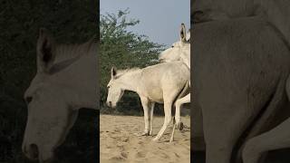 Big DONKEYS animalpets viralvideo youtubeshorts [upl. by Vittoria]