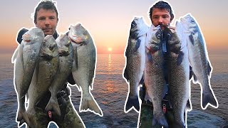 Pesca Submarina Robalos e Douradas  Primavera 2021  Spearfishing Sea Bass amp Bream  Spring 2021 [upl. by Calmas]