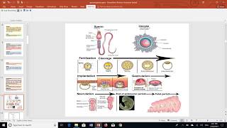 Introduction to embryology by Dr khaled shoghy [upl. by Noyrb655]