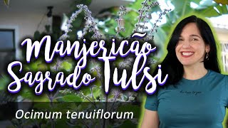 Manjericãosanto Tulsi – Ocimum tenuiflorum [upl. by Dwinnell619]