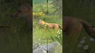 FOX HUNTING shorts viralvideo party 024 [upl. by Redd]