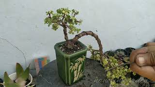 Membuat bonsai jade plant 6 [upl. by Sulrac]