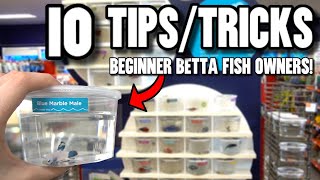 10 TIPS For BEGINNER BETTA FISH OWNERS [upl. by Elehcor]