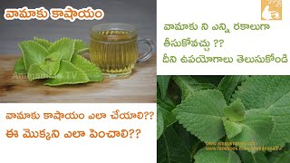 vaamu aaku kashayam Discover the Ancient Remedy  for cold and cough  by AmmammaTV [upl. by Gwenette]